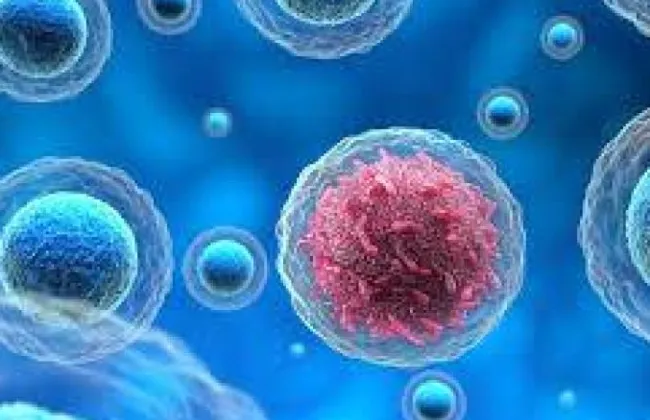 بكتيريا مفيدة للسرطان.. اكتشاف جديد يعزز فاعلية العلاج الكيميائي 