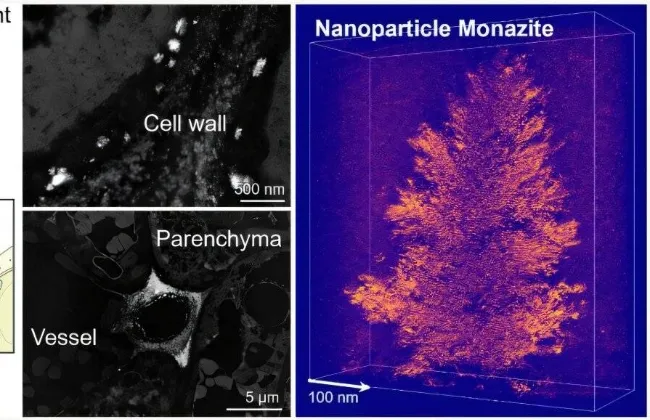 اكتشاف نبات يصنع بلورات من المعادن النادرة