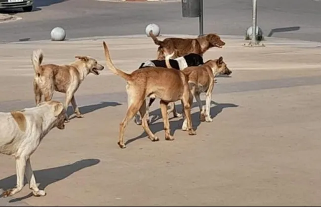 القاهرة تطلق مأوى حضاريا للكلاب الضالة بالتبين ضمن استراتيجية مصر 2030