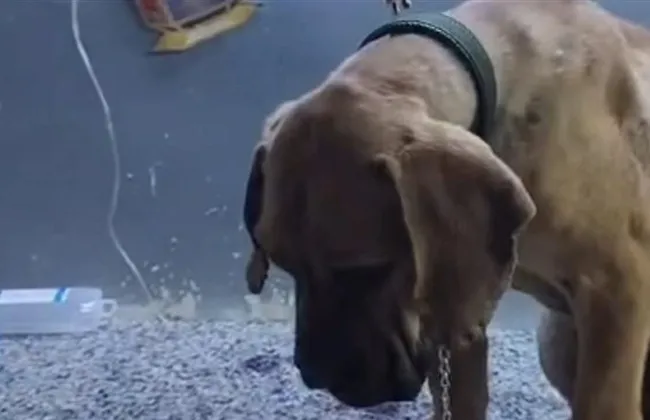 منى عبد الوهاب تنشر تقرير الطب الشرعي لـ كلب السويس