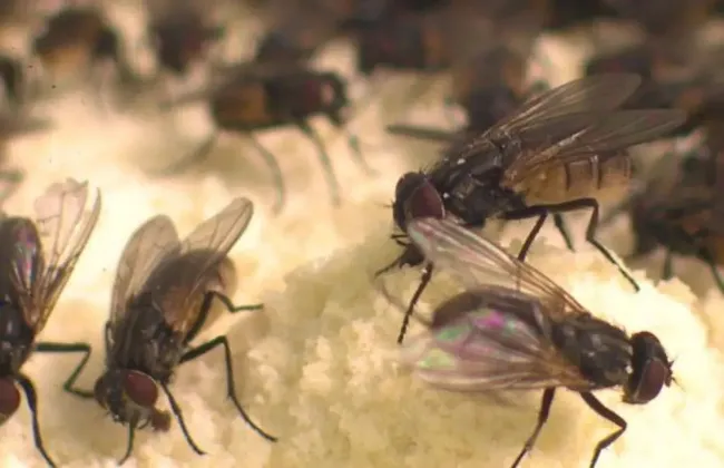 انتشار غير مسبوق للذباب في القاهرة والجيزة يثير تساؤلات السكان
