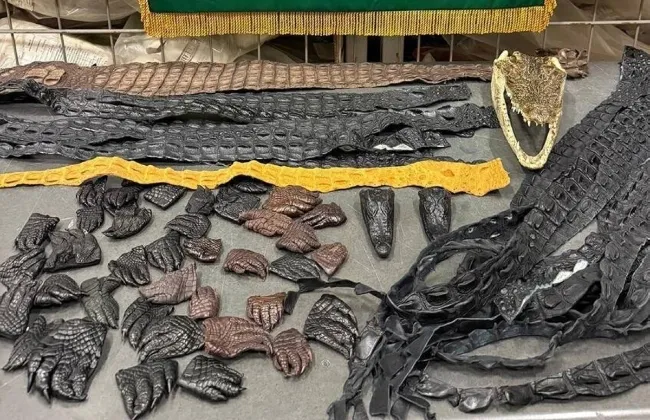 صينى يفاجئ سلطات مطار موسكو.. ضبط 64 جزءًا من تمساح داخل أمتعته
